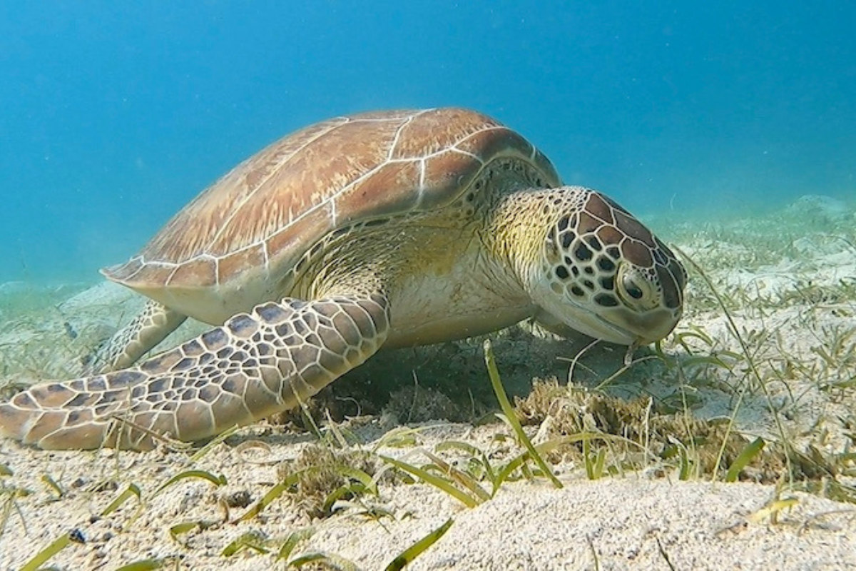 sea turtle snorkeling in maho bay virgin islands national park